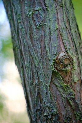 Taxodium distichum 'Cascade Falls' - tisovec dvouřadý - borka